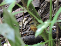 Conopophaga melanops