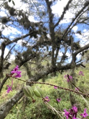 Epidendrum jamiesonis