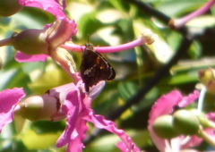 Eudaminae