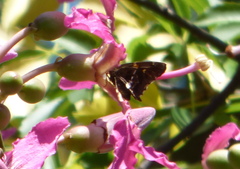 Eudaminae