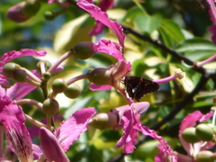 Eudaminae