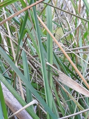 Conocephalus bilineatus