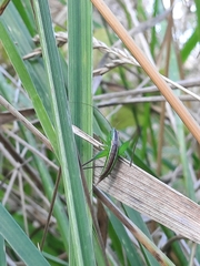 Conocephalus bilineatus