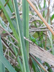 Conocephalus bilineatus