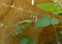 Pseudarthria viscida