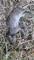 Cavia