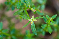 Galium porrigens