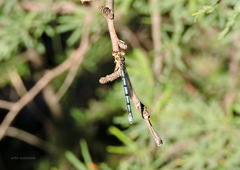 Argia joergenseni