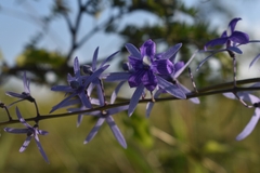 Petrea