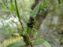 Plagiodera versicolora
