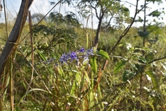 Petrea
