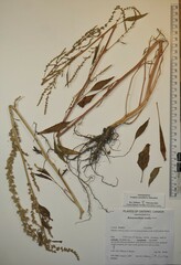 Amaranthus rudis