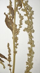 Amaranthus rudis
