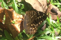 Lexias pardalis dirteana