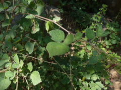 Pseudarthria viscida