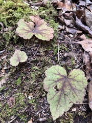 Tiarella