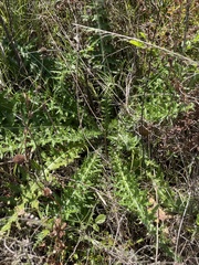Cirsium nuttallii