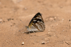 Dynamine tithia