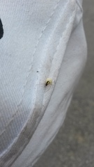 Neottiura bimaculata