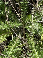 Cirsium nuttallii