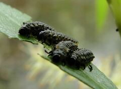 Plagiodera versicolora