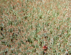 Cladonia amaurocraea