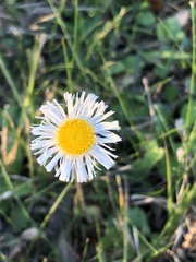 Erigeron procumbens