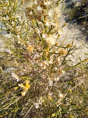 Lepidospartum squamatum