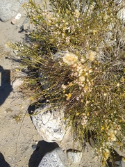 Lepidospartum squamatum