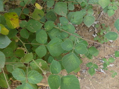 Pseudarthria viscida