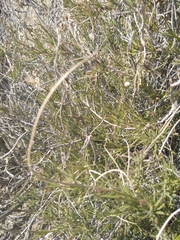 Pleurocoronis pluriseta