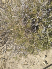 Pleurocoronis pluriseta