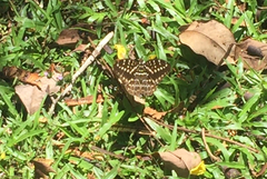 Lexias pardalis dirteana