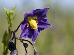 Solanum parishii