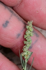 Oligomeris linifolia