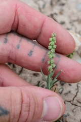 Oligomeris linifolia
