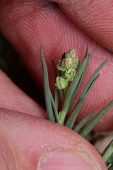 Oligomeris linifolia