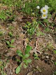 Erigeron pulchellus