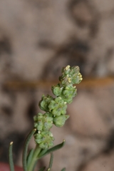 Oligomeris linifolia