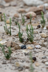 Oligomeris linifolia