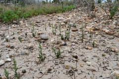 Oligomeris linifolia