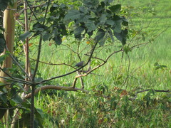 Patagioenas flavirostris