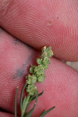 Oligomeris linifolia