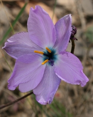 Aristea cantharophila
