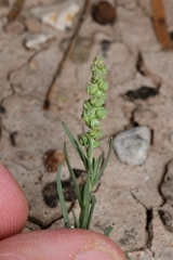 Oligomeris linifolia