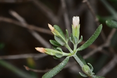 Frankenia johnstonii