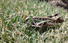 Rhammatocerus pictus