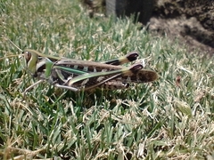 Rhammatocerus pictus