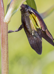 Fritillaria biflora