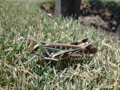 Rhammatocerus pictus